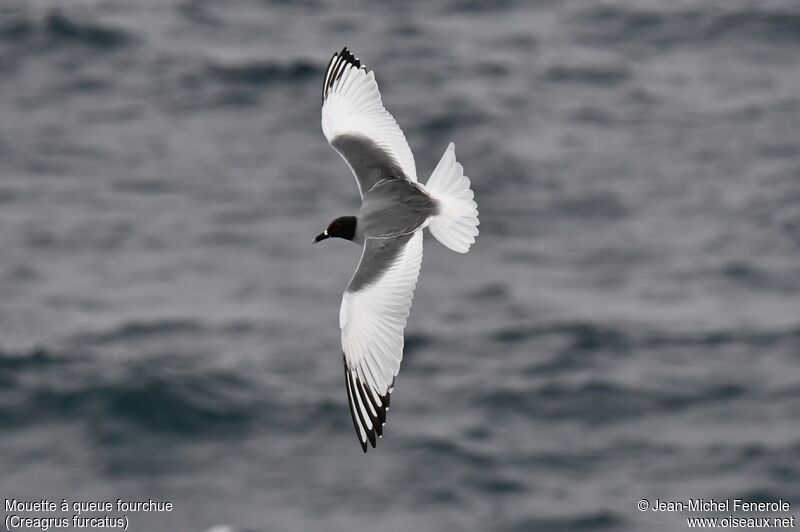 Mouette à queue fourchue