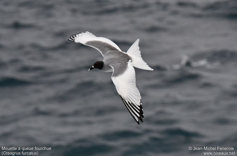 Mouette à queue fourchue