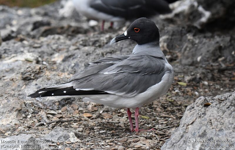 Mouette à queue fourchue