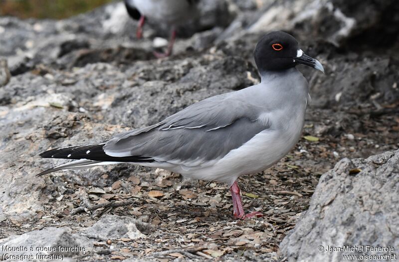 Mouette à queue fourchue