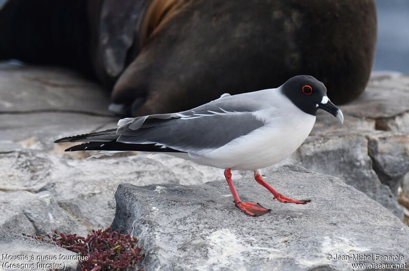 Mouette à queue fourchue