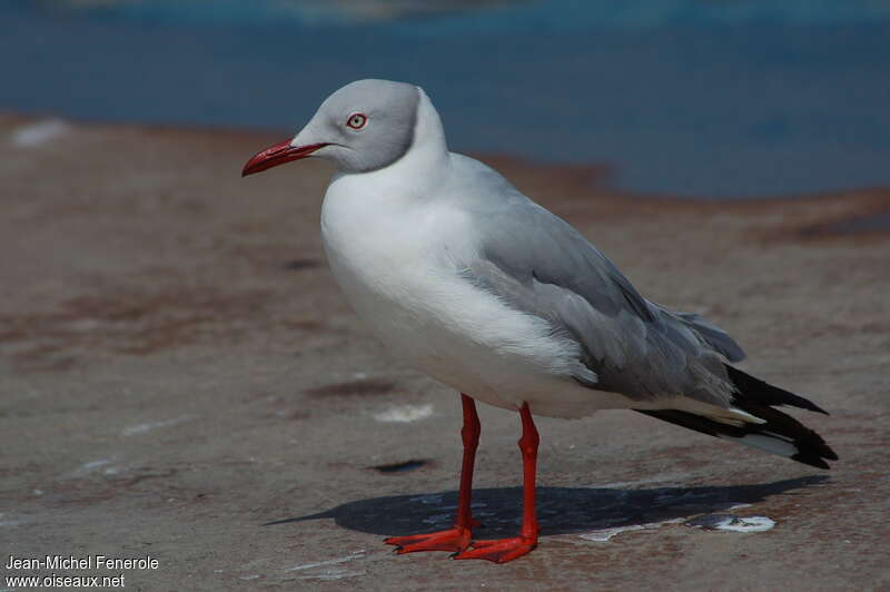 Mouette à tête griseadulte nuptial, identification