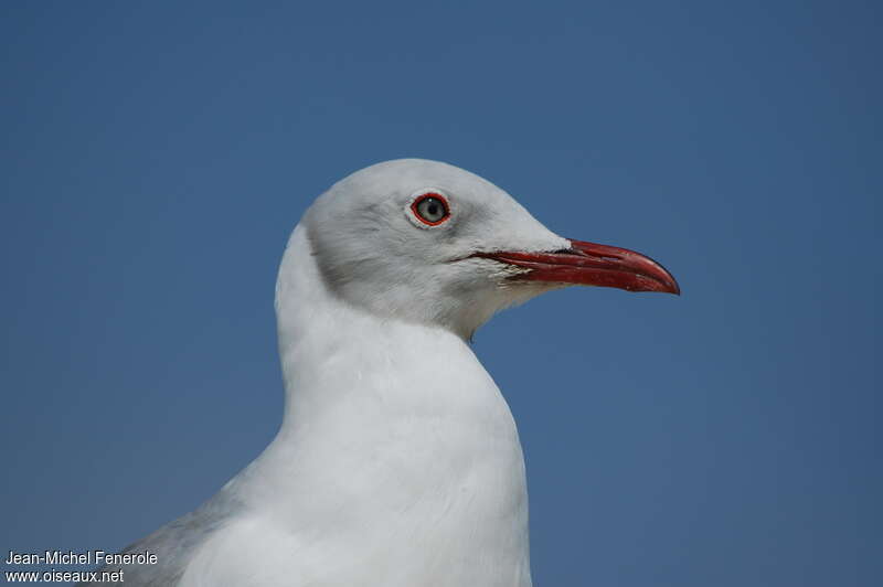 Mouette à tête griseadulte, portrait