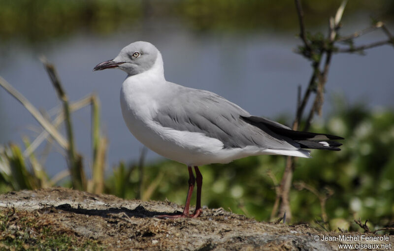 Mouette à tête grise