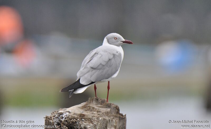 Mouette à tête grise