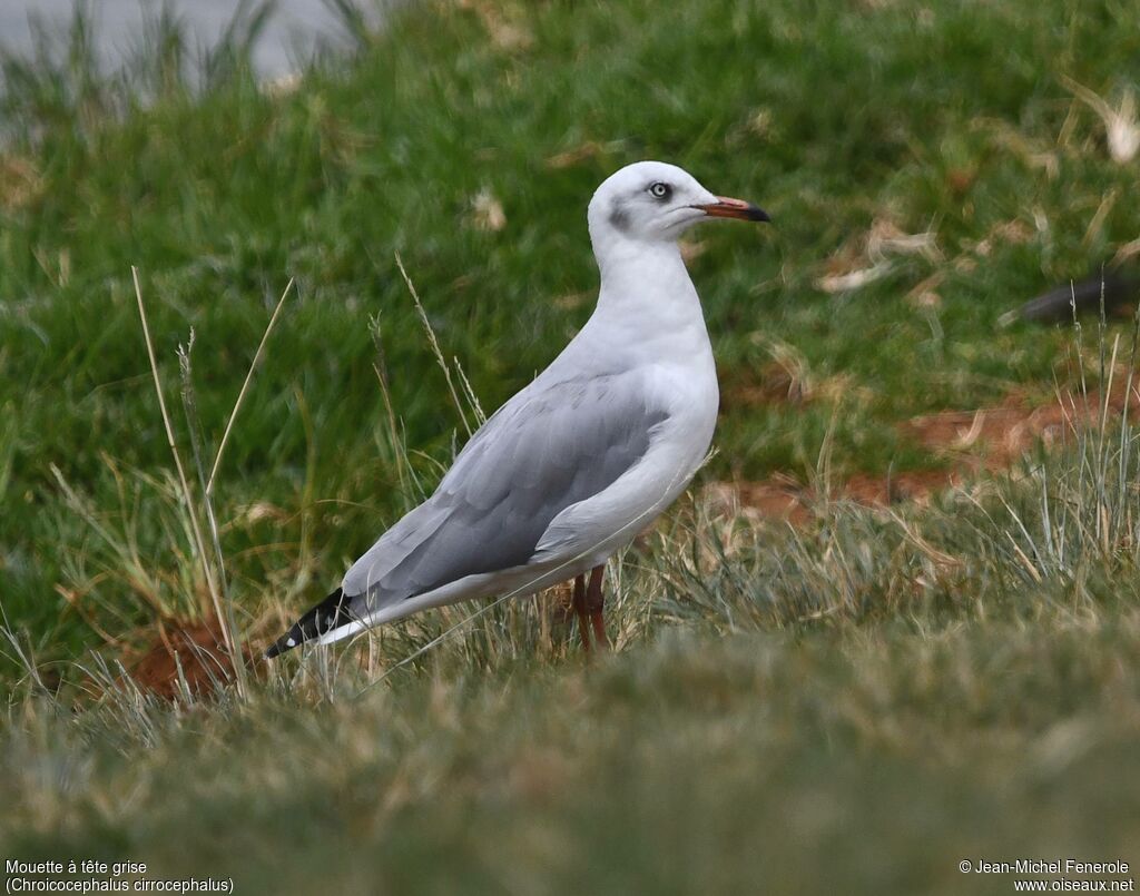 Mouette à tête grise