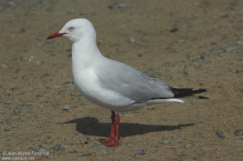 Mouette argentée