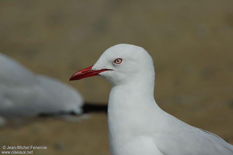 Silver Gull