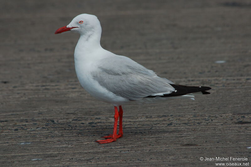 Silver Gull