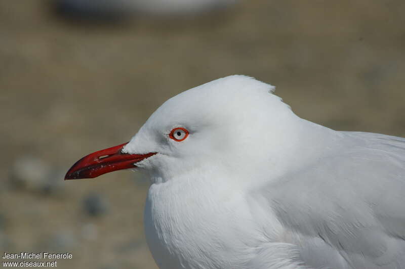 Silver Gulladult, close-up portrait