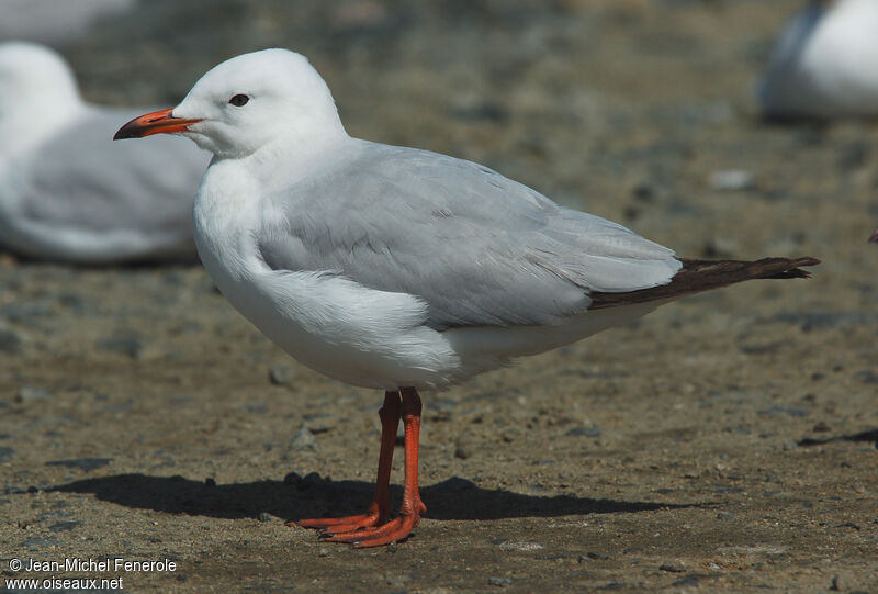 Mouette argentéeimmature