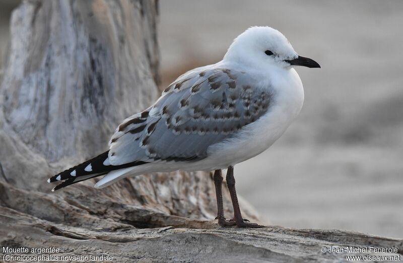 Mouette argentéeimmature