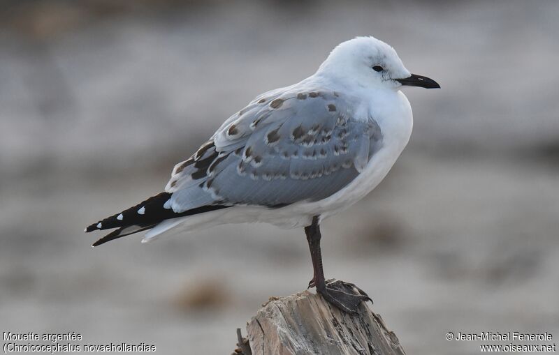 Mouette argentéeimmature