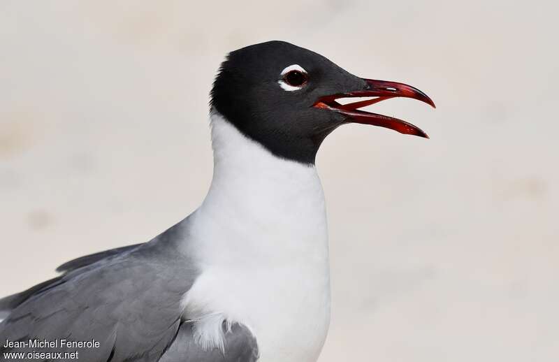 Mouette atricilleadulte nuptial, portrait