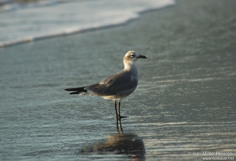 Mouette atricilleimmature