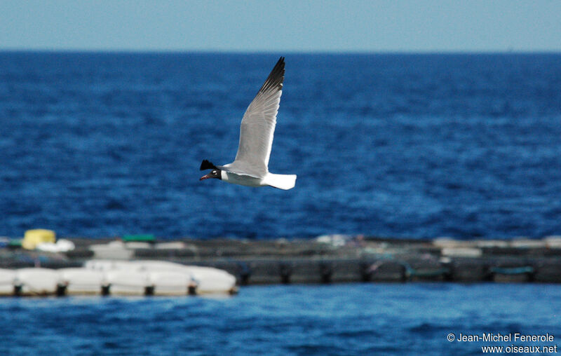 Mouette atricilleadulte