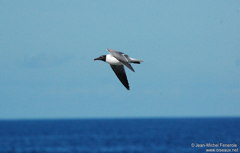 Mouette atricilleadulte