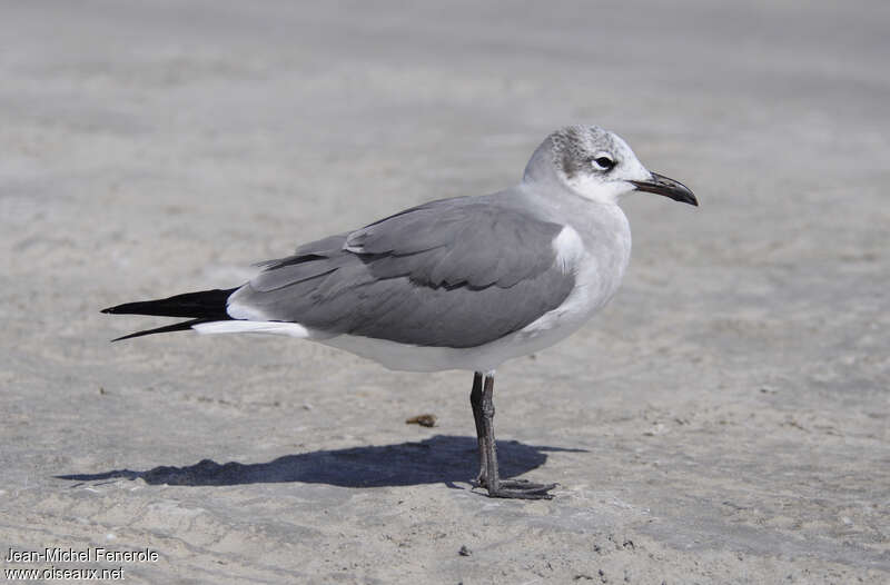 Mouette atricilleadulte internuptial, identification