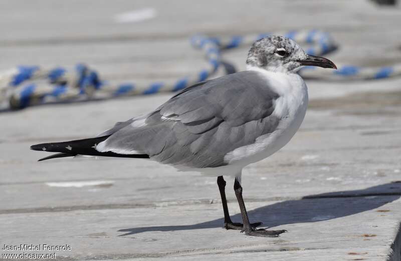 Mouette atricilleadulte transition, identification