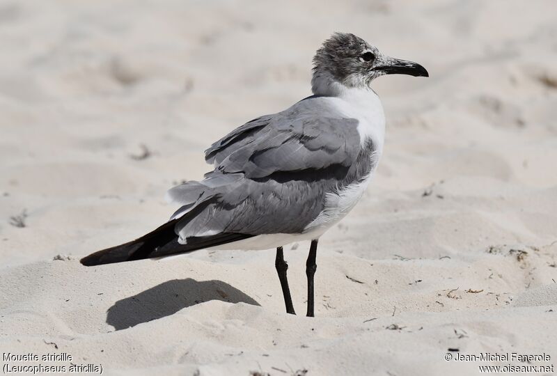 Mouette atricille