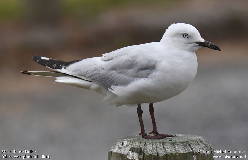 Mouette de Buller