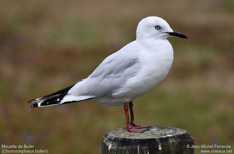 Mouette de Buller