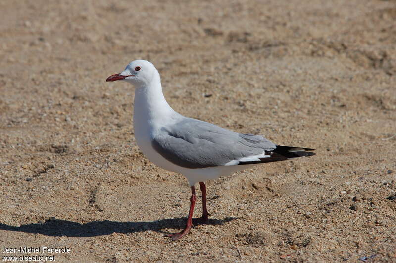 Mouette de Hartlaubadulte nuptial, identification