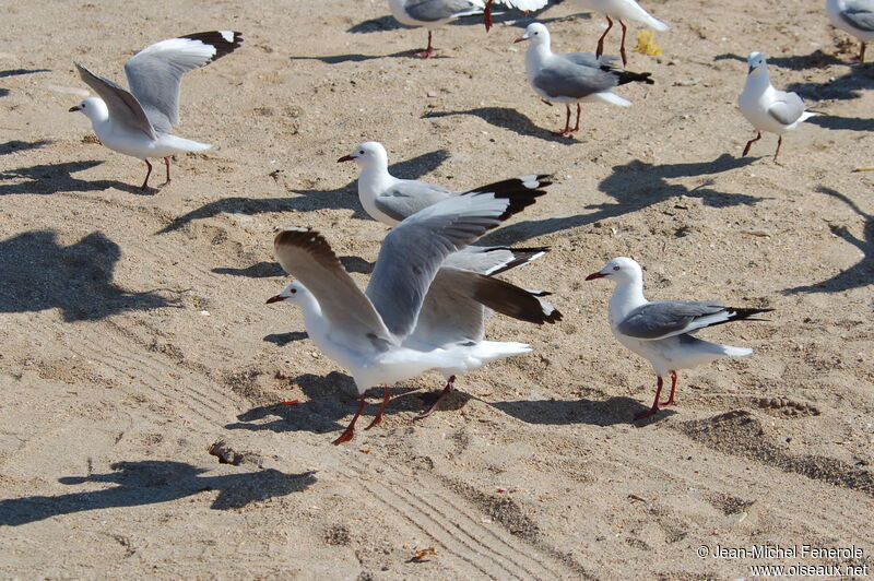 Mouette de Hartlaub, Vol