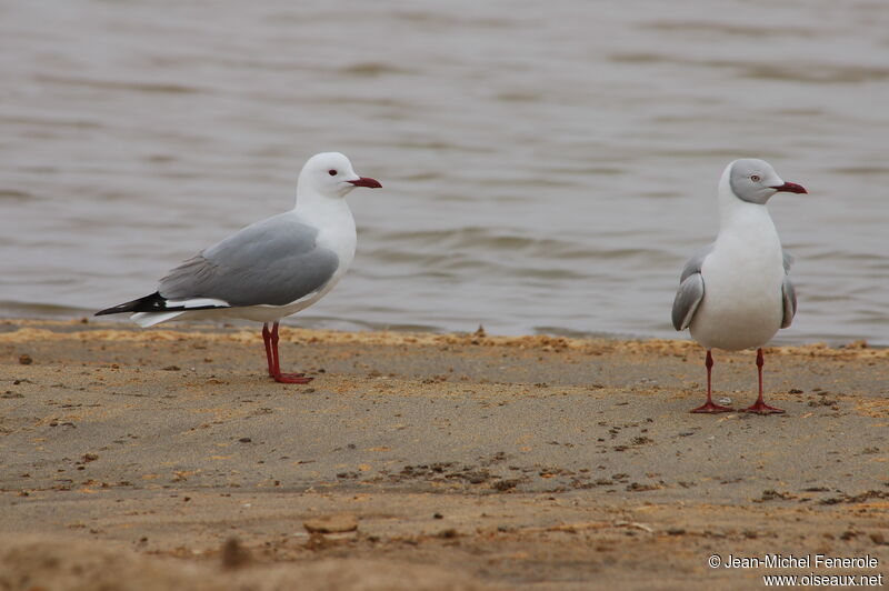 Hartlaub's Gull, identification