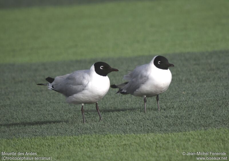 Mouette des Andes