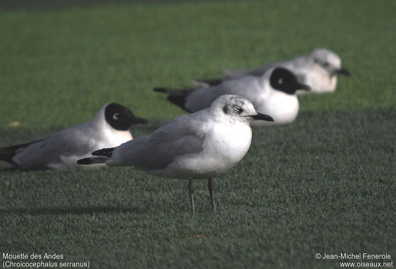 Mouette des Andes