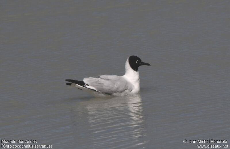 Mouette des Andes