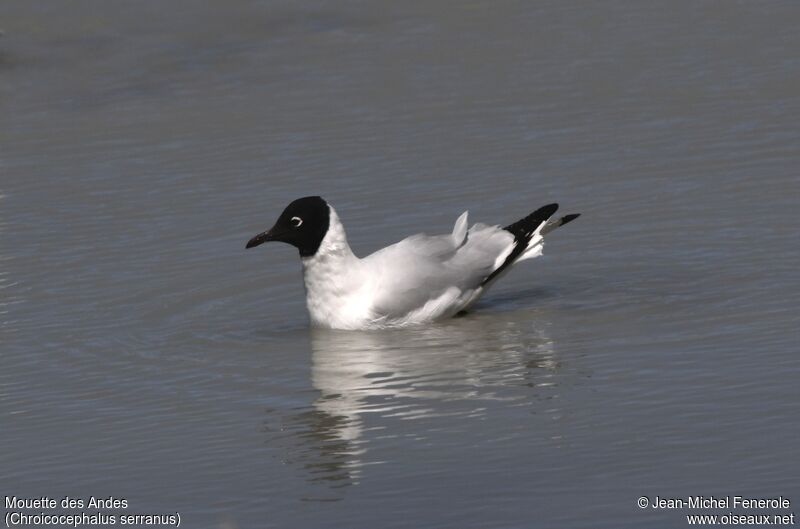 Andean Gull