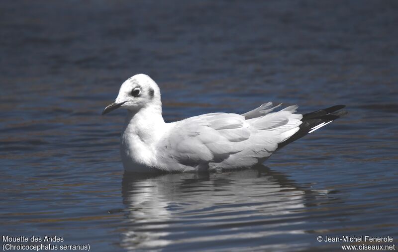 Mouette des Andes