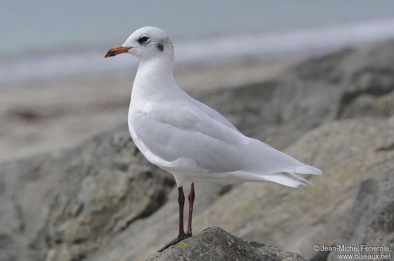 Mediterranean Gull