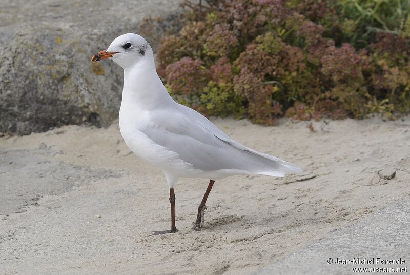 Mediterranean Gull