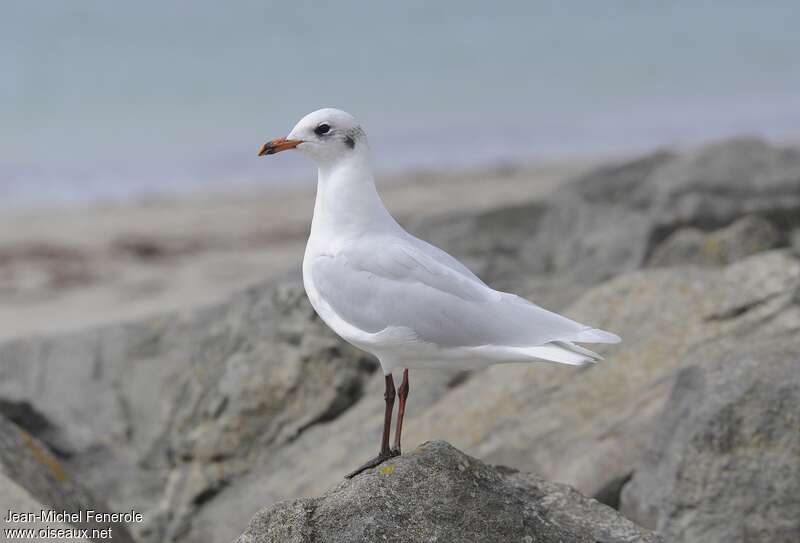 Mouette mélanocéphaleadulte internuptial, identification