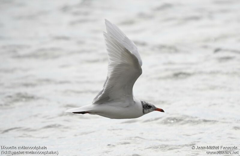 Mediterranean Gull