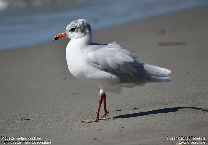 Mediterranean Gull