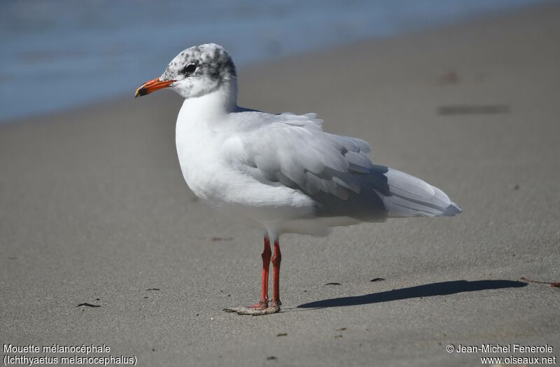 Mouette mélanocéphale