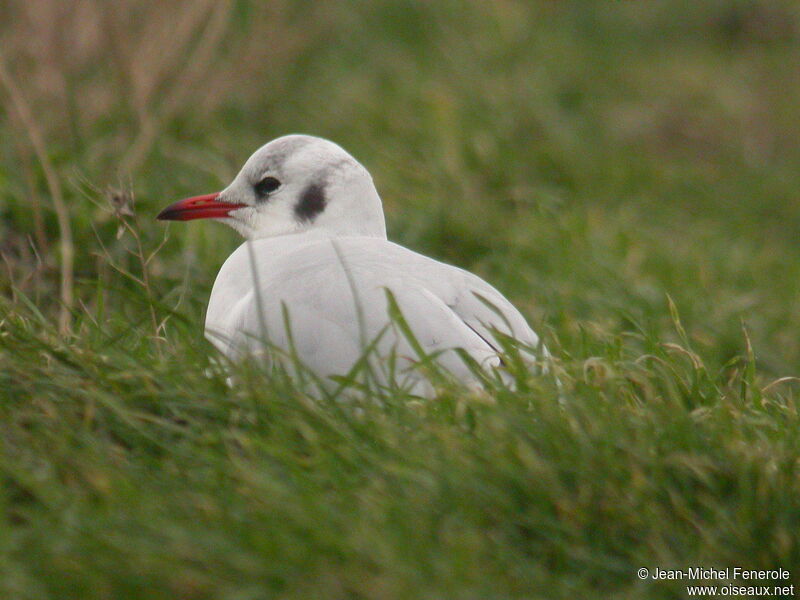 Mouette rieuse