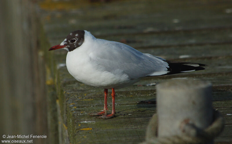 Mouette rieuseadulte nuptial