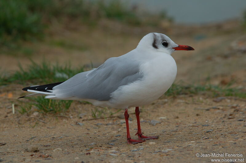 Black-headed Gull