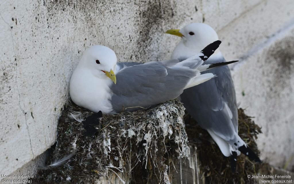Black-legged Kittiwake