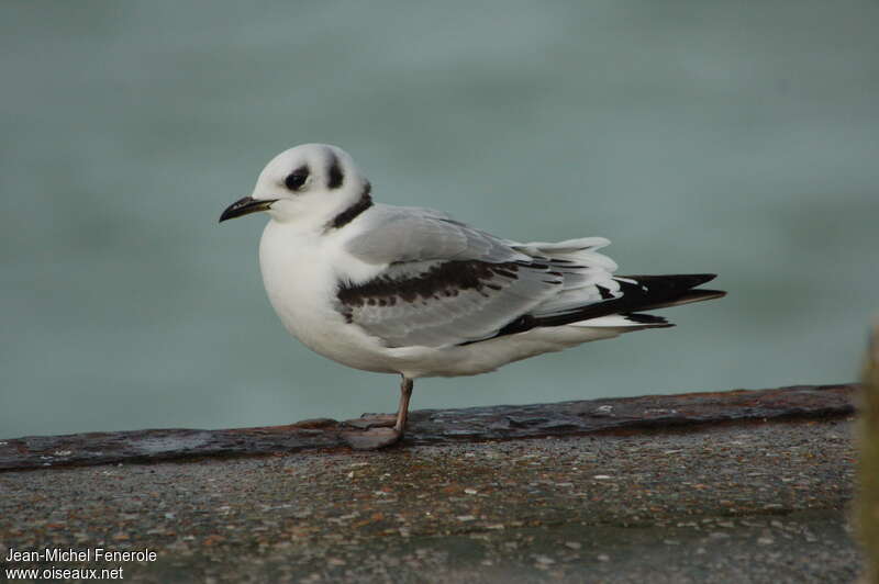 Black-legged KittiwakeFirst year, identification