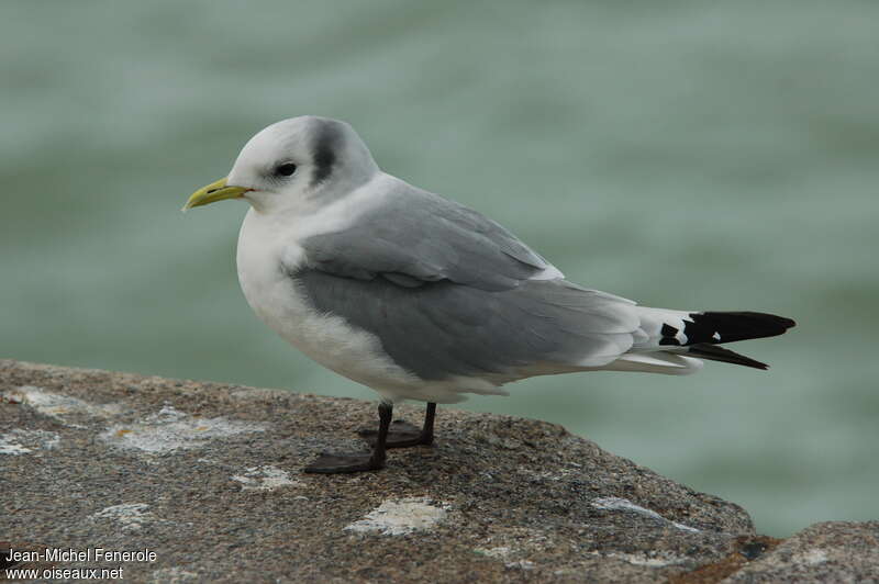 Mouette tridactyleadulte internuptial, identification