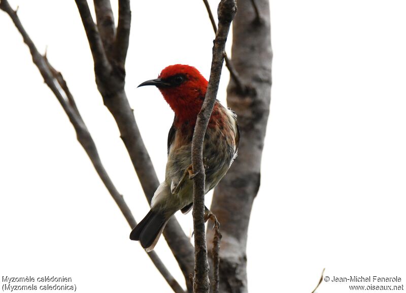 New Caledonian Myzomela