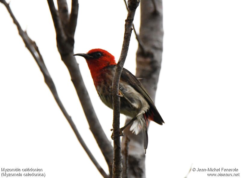 New Caledonian Myzomela male