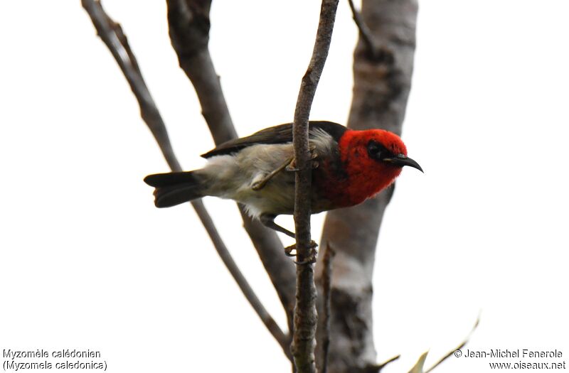 New Caledonian Myzomela male