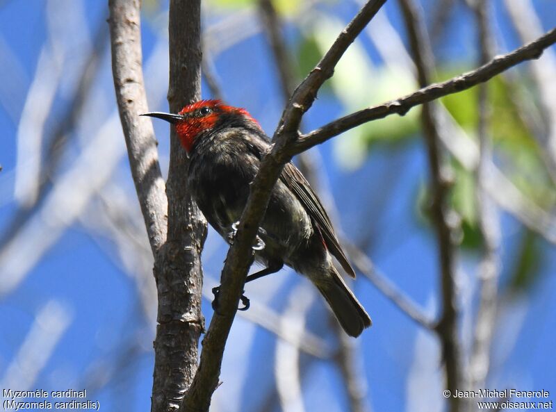 Cardinal Myzomela male